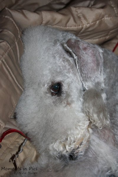 Airis Blue Volshebny Svet 2010-01-31 (3).JPG